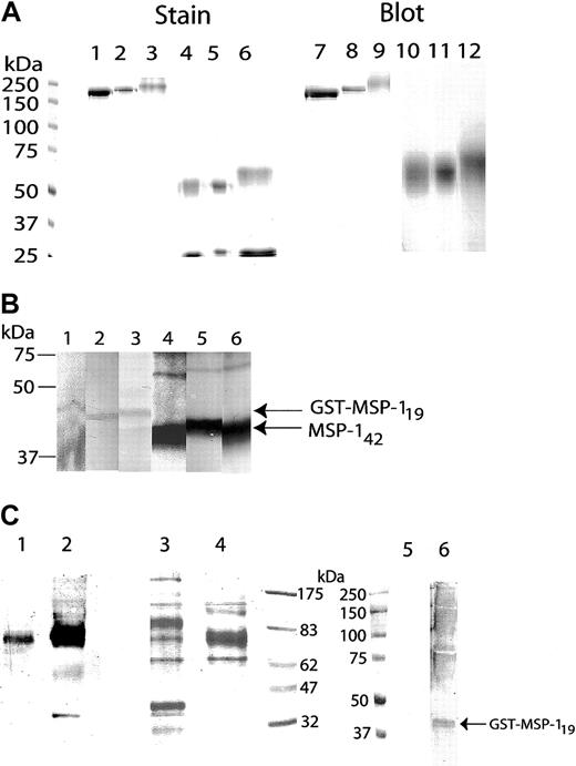 Figure 1. SDS-PAGE analysis of purified Abs and diabody. (A) Purified anti-MSP119 mouse IgG2b (lanes 1, 4, 7, and 10), human IgG1 (lanes 2, 5, 8, and 11), and human IgA1 (lanes 3, 6, 9, and 12) were subjected to SDS-PAGE under nonreducing (lanes 1-3 and 7-8) or reducing (lanes 4-5 and 10-12) conditions on 8.2% polyacrylamide gels, and stained with Coomassie blue (lanes 1-6) or immunoblotted (lanes 7-12). (B) The Abs detect recombinant GST-MSP119 fusion protein (lanes 1-3) or a fragment of MSP1 in an extract of P yoelii YM merozoites electrophoresed under nonreducing conditions (lanes 4-6) and transferred to nitrocellulose. Detecting Abs: lanes 1 and 4, mouse IgG2b; lanes 2 and 5, human IgG1; and lanes 3 and 6, human IgA1. (C) Purified FcγRI × MSP119 diabody was run under nonreducing (lanes 1 and 3) or reducing (lanes 2 and 4) conditions. Samples were either blotted and probed with anti-His (lanes 1 and 2) or stained with Coomassie blue (lanes 3 and 4). The diabody detected a blot of recombinant GST-MSP119 fusion protein run under nonreducing conditions (lane 6). Secondary anti-His Ab did not cross-react with the fusion protein alone (lane 5).