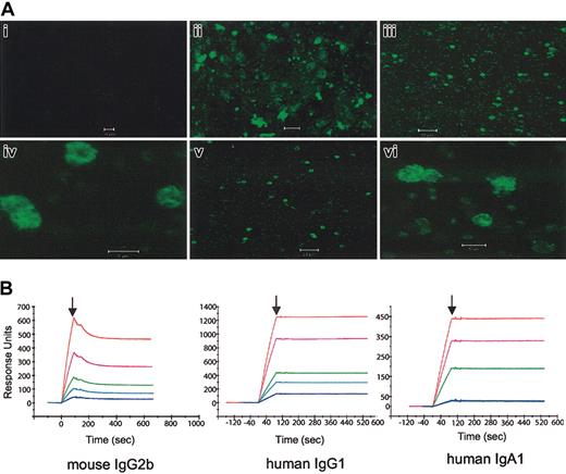 Figure 2. Immunofluorescence and SPR analysis. (A) Immunofluorescence patterns of Abs or diabodies reactive with MSP119 on methanol-acetone-fixed smears of merozoites and erythrocytes infected with P yoelii YM. The smears were incubated with human IgG1 (iii,iv), human IgA1 (v,vi) and the FcγRI × MSP119 diabody (ii). No specific fluorescence was detected with an irrelevant FITC-labeled Ab (i) or with the secondary F(ab′)2 anti-Ig Ab alone (not shown). Original magnification: panels i-iii, v, × 40; iv, vi, × 100. (B) SPR association and dissociation curves of Ab binding to MSP119 immobilized on a CM5 sensor chip. Abs were injected into flow at time 0, and replaced with buffer at the points indicated by vertical arrows.