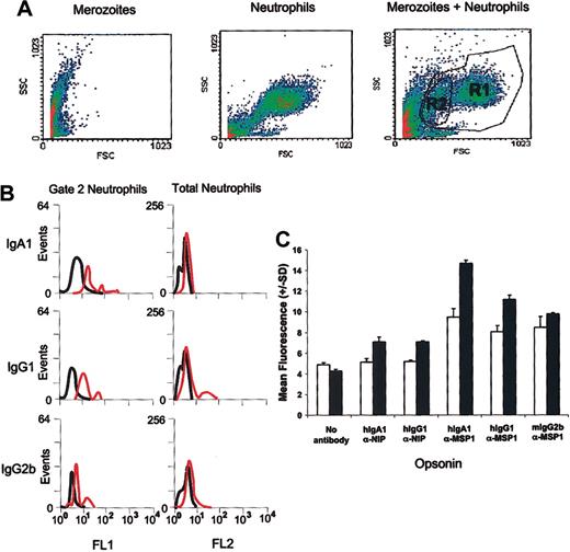 Figure 4. Binding of merozoites to neutrophils. (A) Forward and side scatter flow cytometry analysis of merozoites, neutrophils, or a mixture showing gating of different CD16+ neutrophil populations. (B) Binding of merozoites opsonized with FITC-labeled MSP119-specific human IgG1, human IgA1, or mouse IgG2b (red traces), to total neutrophils (R1) or neutrophils in gate 2 (R2). Binding of merozoites opsonized with an isotype-matched control Ab shown by the black trace. (C) Mean fluorescence intensities of opsonized merozoites binding to R1-(□) or R2-gated neutrophils (▪). Error bars indicate standard deviation from the mean.