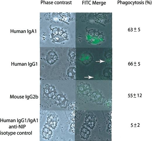 Figure 5. Neutrophil phagocytosis of merozoites. Confocal fluorescence microscopy of phagocytosis of labeled merozoites opsonized with FITC-labeled MSP119-specific Abs by human neutrophils. Labelled merozoites are arrowed. For percentage phagocytosis, the mean and standard deviations of 2 experiments are shown. Original magnification, × 100.