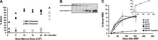 Figure 1. Durable, titratable WBC and RBC chimerism was produced in the sickle mice receiving transplants. (A) Increasing amounts of donor bone marrow yielded titratable WBC and RBC chimerism. Unmanipulated bone marrow cells from donor eGFP mice were transplanted into sickle recipients, and chimerism was determined at the terminal time point (6-10 months after transplantation). ▴ = percentage of donor WBCs, ▴ = percentage of donor Hb in the peripheral blood, respectively, for individual mice. (B) A wide range of RBC chimerism developed in the mice that received transplants. Shown is a representative hemoglobin electrophoresis with blood from animals that received transplants that demonstrates increasing amounts of donor Hb: From left to right, 0% (sickle control), 17% (no. 1582), 43% (no. 1550), 57.5% (no. 1636), 79% (no. 1630), 90% (no. 70), 100% (no. 62), and 100% (eGFP control). (C) Chimerism is stable over time. WBC chimerism was determined as the percentage of eGFP+/CD45+ cells in the peripheral blood. The average WBC chimerism over time for each of the 6 different treatment conditions is shown: ♦ = 1 × 106 donor bone marrow cells, ▴ = 5 × 106, ▵ = 10 × 106, ▪ = 15 × 106, □ = 20 × 106, • = 20 × 106 after pretreatment with 20 mg/kg busulfan (inset). For each bone marrow dose, n = 3-7. Error bars show SEM.