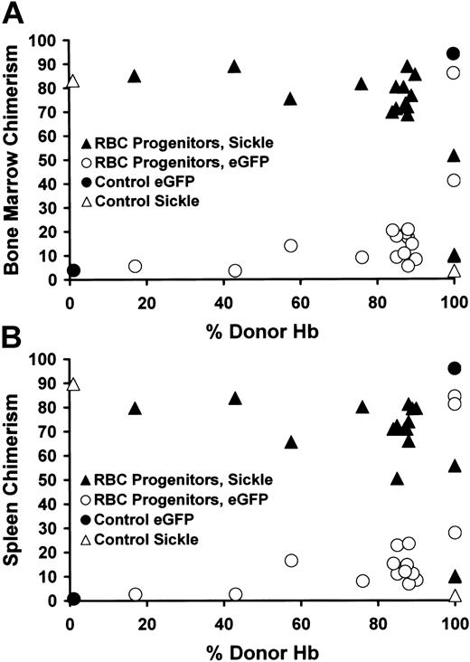 Figure 3. Enrichment of peripheral blood RBC chimerism compared with RBC progenitor chimerism in the bone marrow and spleen. Early RBC progenitors (defined as Ter-119high/CD71high/pan-CD45+/PI-) were quantified by flow cytometry, and their origin (donor, eGFP+/CD45.1-) or host (eGFP-/CD45.1+) was determined. In both bone marrow (A) and spleen (B), sickle RBC progenitors predominated despite near complete replacement of the peripheral blood with donor RBCs. The x-axis shows the percentage of donor Hb in the peripheral blood. The y-axis depicts the percentage of eGFP+/CD45.1- donor (▴) or eGFP-/CD45.1+ sickle (▴) RBC progenitors in individual mice receiving transplants. In sickle (0% donor Hb) or eGFP (100% donor Hb) control animals the percentage of donor (•) or host (▵) RBC progenitors is also shown.