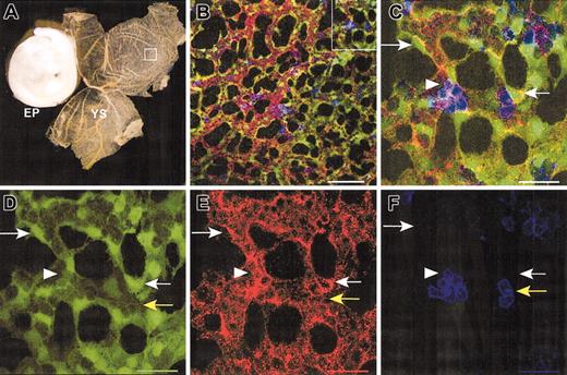 Figure 1. Confocal images of Flk1- and CD41-expressing cells detected in 9.5-dpc Tie2-GFP transgenic yolk sac vessels. (A) Image of a 9.5-dpc embryo proper (EP) and yolk sac (YS) with an insert panel to indicate the area depicted in panel B. (B) Tie2-GFP- (green), Flk1- (red), and CD41- (blue) expressing cells are seen in this composite image of day-9.5 YS tissue. The inset panel depicts the area visualized at higher magnification in panels C to F. (C) A higher power image of panel B that represents a composite of cells expressing Tie-2GFP (green), Flk1 (red), and CD41 (blue). Tie2-GFP expression (green) is primarily restricted to endothelial cells that coexpress Flk1 (red) as evidenced by cells highlighted by white arrows (C-E). Heterogeneity in the expression of Tie2-GFP and Flk1 leads to variation in the composite coexpression of these antigens leading to the appearance of bright yellow to orange aggregates (illustrated in the 2 cells indicated with white arrows in panel C). Few cells coexpress Tie2-GFP (D), Flk-1 (E), and CD41 (F), but 2 illustrative cells are indicated by white arrowheads in panels C to F. CD41 (blue) expression alone is restricted to round cells present within the lumen of vessels in the yolk sac (yellow arrow in panels C-F). Images were generated at projections of the z-stacks at 512 × 512 pixels. Panel A viewed at 4× with phase contrast. Bar in panel B represents 100 μm; bar in panels C-F is 50 μm.