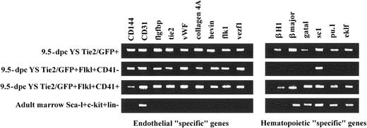 Figure 3. Endothelial and hematopoietic-“specific” gene expression profiles of fractioned 9.5-dpc yolk sac and BM cells. RT-PCR analysis revealed the gene expression profile of cells sorted from 9.5-dpc yolk sac and adult BM. The 9.5-dpc Tie2-GFP+ and Tie2-GFP+Flk1+CD41+ yolk sac cells express both endothelial and hematopoietic-“specific” gene transcripts. The Tie2-GFP+Flk1+CD41-yolk sac cells express endothelial-“specific” gene products, whereas BM Sca-1+ckit+lin-cells express hematopoietic-“specific” genes only. These data are representative of 3 independent analyses.
