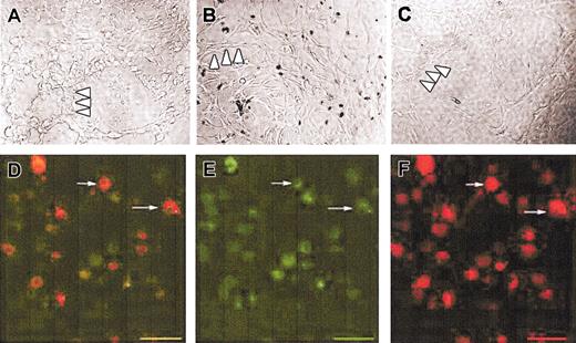 Figure 4. The 9.5-dpc cells sorted from yolk sac and P-Sp formed endothelial capillary-like tubes on Matrigel. Sorted Tie2-GFP+Flk1+CD41-cells from 9.5-dpc yolk sac and P-Sp and Tie2-GFP+ cells from adult heart were seeded on Matrigel-coated dishes. Capillary tube formation was induced in the presence of βFGF, VEGF, and ECGS (see “Materials and methods”) in 2% O2, 5% CO2 over a 7-day culture period. (A) Yolk sac-derived, (B) P-Sp-derived, and (C) adult heart-derived capillary-like tubes are depicted. Representative endothelial cells forming capillary-like tubes are highlighted in the photomicrographs by white arrowheads (A-C) at an original magnification of × 10. (D) Sorted Tie2-GFP+Flk1+CD41-yolk sac cells take up soluble Dil-Ac-LDL and coexpress CD31 in this composite confocal image as highlighted in 2 representative cells by white arrows (D-F). Panels E and F depict individual CD31 and Dil-Ac-LDL expression patterns. Bar represents 50 μm.