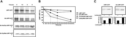 Figure 2. Ubiquitin enhancement of intracellular degradation of LMP1. (A) Pulse-chase analysis of LMP1-GFP and Ub-LMP1-GFP expression. DG75 cells were transfected with expression constructs LMP1-GFP or Ub-LMP1-GFP, and at 30 hours after transfection, the cells were metabolically labeled for 10 minutes and processed for pulse-chase analysis as described in “Materials and methods.” * denotes a truncated Ub-LMP1-GFP protein band. (B) Densitometric analysis of LMP1-GFP and Ub-LMP1-GFP expression. Band intensities were quantified by analysis of the imaging data and plotted as a relative percentage of the signal at time 0 for LMP1-GFP, Ub-LMP1-GFP, and 2 control ubiquitin-LMP1 fusion proteins: Ub-Ala/Gly-LMP1-GFP and Ub-Gly/Met-LMP1-GFP. (C) Effect of the proteasomal inhibitor Lactacystin on the stability of LMP1. Duplicate aliquots of DG75 cells were transfected with expression constructs LMP1-GFP and Ub-LMP1-GFP; 36 hours later, the proteasome inhibitor Lactacystin was added at a final concentration of 10 μg/mL for 12 hours to one of each pair of duplicates. Cell lysates were separated by electrophoresis for immunoblotting with the GFP-specific antibody. The absence (-) or presence (+) of Lactacystin is indicated. Densitometric analysis of the LMP1-GFP and Ub-LMP1-GFP (upper band) expression products are shown.