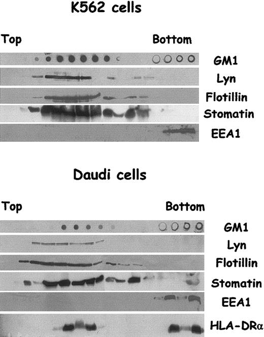 Figure 2. Characterization of LDTI membranes isolated from K562 and Daudi cells. K562 and Daudi cells were lysed in Triton X-100 and subjected to sucrose gradient centrifugation. Aliquots of fractions collected from the top of the gradient were analyzed by Western blotting with the use of antibodies against Lyn, flotillin-1, early endosomal antigen 1(EEA1), and MHC class II (α chain) molecules, and by dot blot for GM1 content with the use of peroxidase-coupled cholera toxin B subunits. Threefold lower amounts of the 4 bottom gradient fractions were loaded on SDS-PAGE.