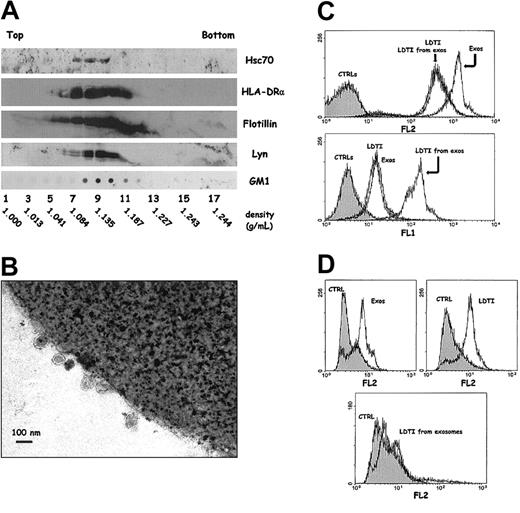 Figure 3. Analysis of exosomes secreted by Daudi cells. (A) Exosomes were obtained by differential centrifugation as described in “Materials and methods” and deposited on a linear sucrose gradient. Fractions were collected and analyzed by Western blot and dot blot for the indicated markers. Indicated densities (grams per milliliters) were obtained for each fraction by refractometry. (B) Alternatively, exosomes were immunoadsorbed on the surface of magnetic beads coated with anti-HLA DR (clone BL2) and processed for electron microscopy (EM) as described in “Materials and methods.” (C) FACS analysis of beads coated with different membrane or subdomains from Daudi cells. Latex beads were coated with exosomes (Exos), or with LDTI membranes isolated from cells (LDTI) or from secreted vesicles (LDTI from exos) as described in “Materials and methods.” Membrane-coated beads were then analyzed for the presence of the ganglioside GM1 through bCTXB binding and PE-streptavidin detection (FL-2, upper panel), and for the presence of MHC class II molecules through anti-HLA-DR antibody binding and FITC-antimouse IgG detection (FL-1, lower panel). CTRLs are beads incubated with PE-streptavidin but without bCTXB (FL-2, upper panel) and beads incubated with FITC-antimouse IgG but without anti-HLA-DR (FL-1, lower panel). (D) The same membrane fractions were immunoadsorbed on magnetic beads through the MHC class II molecules as described in “Materials and methods” and analyzed for the presence of GM1 as in panel C. CTRL represent beads incubated with PE-streptavidin without bCTXB.