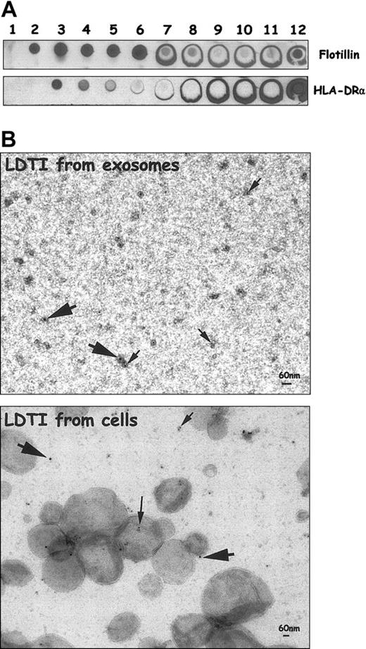 Figure 4. EM colocalization of MHC class II molecules and GM1 in exosomal LDTI domains. (A) Daudi exosomes were lysed in 1% Triton X-100 and subjected to sucrose gradient centrifugation. Aliquots of fractions collected from the top of the gradient were analyzed by dot blot for the distribution of flotillin-1 and HLA-DRα. (B) Fraction no. 3 of the sucrose gradient was used for the EM study (upper panel). Detergent-resistant membrane isolated from Daudi cells was also analyzed for GM1 and MHC class II molecule colocalization (lower panel). Large arrows indicate gold particles (protein A gold 15) detecting anti-HLA-DRα; small arrows, gold particles (protein A gold 10) detecting bCTXB.