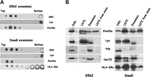Figure 5. Comparison of protein enrichment in the different membrane subdomains. (A) Dot blot characterization of exosomal LDTI membranes. K562 and Daudi exosomes were lysed in 1% Triton X-100 and subjected to sucrose gradient centrifugation. The distribution of the 3 raft markers (GM1, Lyn, and flotillin-1) in the gradients was assessed by dot blot. Aliquots of the fractions were analyzed for HLA-DRα distribution in the gradient from Daudi exosomes. (B) Known protein amounts of exosomes, cells, and LDTI membranes isolated from cells or exosomes were loaded on SDS-PAGE to get roughly comparable amounts of flotillin and were analyzed by Western blot for the indicated proteins.