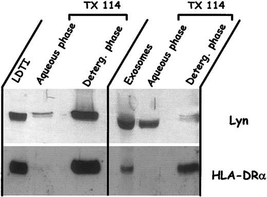 Figure 6. Partition in Triton X-114 of Lyn and HLA-DRα present in cell LDTI membrane or secreted within exosomes. Exosomes and LDTI membranes isolated from Daudi cells were extracted by Triton X-114 as described in “Materials and methods.” Aliquots (50 μL) of the aqueous and detergent phases and of the starting fractions were mixed with Laemmli buffer, loaded on SDS-PAGE, and analyzed for the presence of Lyn and HLA-DRα by Western blot.