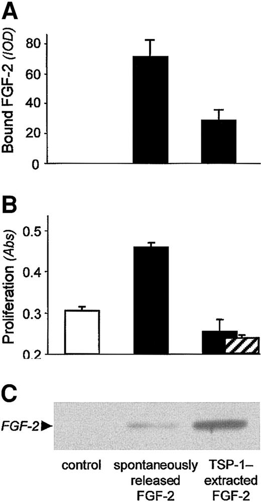 Figure 4. Functional analysis of FGF-2 released from the matrix by TSP-1. Subendothelial matrix was preincubated with biotin-labeled FGF-2 (▪) or not preincubated (□; control), and then treated with TSP-1 or plain buffer (spontaneously released FGF-2). Released material was then analyzed by Western blot (C) and, in parallel, plated on endothelial cells to measure FGF-2 binding to cell surface (A) and ability to induce cell proliferation (B), as described in “Materials and methods.” (A) Samples were added to BAECs and incubated for 2 hours at 4°C. After washes, cells were lysed and the amount of bound FGF-2 was analyzed by dot-blot analysis. Data (mean ± SD of triplicates) are expressed as arbitrary units of optical density (IOD). (B) Samples were added to BAECs and the number of proliferated cells was evaluated 72 h later. Anti-TGFβ antibodies did not revert the lack of proliferative activity of FGF-2 released from the ECM by TSP-1 (▨). Data (mean ± SD of triplicates) are expressed as absorbance.