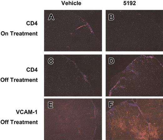 Figure 5. Enhancement of CNS infiltration of CD4+ T cells and expression of VCAM-1 following cessation of BIO 5192 treatment. Sections of the lower thoracic spinal cord from representative animals described in Figure 2 were stained for infiltration of CD4+ T cells and for VCAM-1 expression after 22 treatments (day 39 after priming—on treatment) and 5 days after treatment was terminated (day 44 after priming—off treatment). DAPI, in blue, stains all cells; CD4+ cells and VCAM-1 expression are marked in red. (A) Day-39 spinal cord CD4+ infiltrate in a vehicle-treated animal. (B) Day-39 spinal cord CD4+ infiltrate in a BIO 5192-treated animal. (C) Day-44 spinal cord CD4+ infiltrate in a vehicle-treated animal. (D) Day-44 spinal cord CD4+ infiltrate in a BIO 5192-treated animal. (E) Day-44 spinal cord VCAM-1 expression in a vehicle-treated animal. (D) Day-44 spinal cord VCAM-1 expression in a BIO-5192 animal. All sections are 6-μM thick with original magnification, × 100.