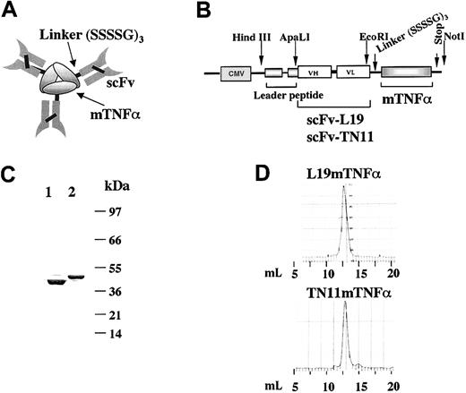 Figure 1. Preparation and characterization of L19mTNFα fusion protein and its control fusion protein TN11mTNFα (A) Scheme of the homotrimeric form of the fusion protein scFv-mTNFα in which the mTNFα monomers are held together through hydrophobic interactions. (B) Scheme of the construct for L19mTNFα and TN11mTNFα inserted in the mammalian expression vector pCDNA3.1, under the control of the cytomegalovirus (CMV) promoter. (C) SDS-PAGE analysis of the purified fusion proteins L19mTNFα (lane 1) and TN11mTNFα (lane 2). As expected, a major band corresponding to the monomer of about 45 kDa was detected. Numbers on the right are the apparent molecular masses of the standard, in kilodaltons. (D) Gel filtration profile of the purified L19mTNFα and TN11mTNFα (Superdex 200). The retention volume (milliliter) of the peaks corresponds to an apparent molecular mass of about 140 kDa, consistent with the homotrimeric format of the 2 fusion proteins.