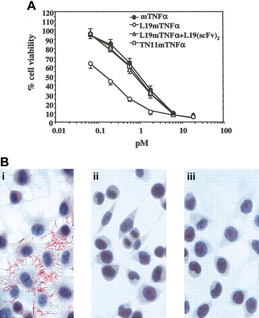 Figure 2. Cytotoxic activity of L19mTNFα and TN11mTNFα (A) Cytotoxic activity on L-M mouse fibroblasts, expressed as a percentage of viability compared with controls (mean ± SD), of different concentrations (picomolar) of mTNFα, TN11mTNFα, and L19mTNFα without and with an excess of scFv L19 in the culture medium (150 μg/mL). (B) Immunocytochemistry (see “Materials and methods”) on L-M mouse fibroblasts using L19mTNFα (i) and TN11mTNFα (iii). Although no staining was visible by using TN11mTNFα (iii), a strong reactivity was found by using L19mTNFα (i) that, as shown in Bii, was completely abolished by an excess of scFv L19. Original magnification, × 440.