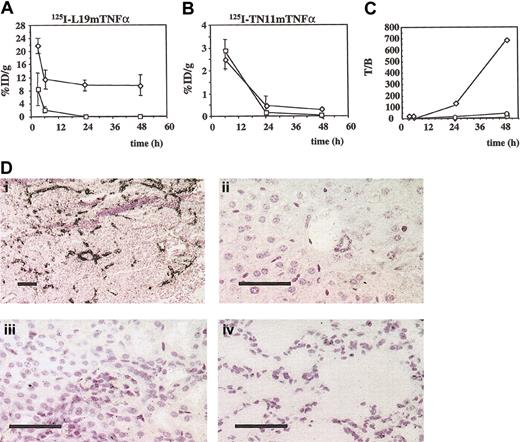 Figure 3. Biodistribution experiments in F9 tumor-bearing mice by using radioiodinated L19mTNFα and TN11mTNFα (A) The %ID/g of tumor (⋄) and blood (□) at different times from intravenous injection of 125IL19mTNFα (mean ± SD). (B) The %ID/g of tumor (⋄) and blood (□) at different times after intravenous injection of 125I-TN11mTNFα (mean ± SD). (C) Tumor-to-blood ratio of the %ID/g after injection of 125I-L19mTNFα (⋄), 125I-TN11mTNFα (□) and 125I-L19 (scFv)2 (○). (D) Microautoradiographies of F9 tumor (i), liver (ii), kidney (iii), and lung (iv) 6 hours after intravenous injection of 125IL19mTNFα. L19mTNFα accumulates selectively in the F9 tumor vasculature. Bars = 200 μm (i), and 50 μm (ii-iv).