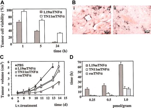 Figure 4. Effects of the systemic treatment of F9 tumor-bearing mice with L19mTNFα (A) Results of the quantitative analysis of F9 tumor cell viability at different times after intravenous injection of 1.0 pmol/g of mouse of L19mTNFα and TN11mTNFα, respectively. The resulting values are the average (± SE) of the percentage of tumor cell viability. (B) TUNEL analysis in the vital part of F9 tumors. (i) Twenty-four hours after treatment with L19mTNFα, numerous apoptotic endothelial cells are visible; (ii) no endothelial cell labeling of tumor vessels is found in the tumor of untreated mice in which only few apoptotic tumor cells are detected. Bars = 50 μm. (C) F9 tumor growth curves (mean ± SD) in mice treated with a single injection of PBS and 1.0 pmol/g TN11mTNFα, rmTNFα, and L19mTNFα, respectively. The number of days after subcutaneous inoculum of F9 cells is reported in the abscissa. An arrow indicates the day of the treatment. (D) Dose-dependent effect on tumor doubling time of a single intravenous injection with 0.25, 0.5, and 1.0 pmol/g L19mTNFα, TN11mTNFα, and rmTNFα. The doubling time results are expressed in hours (± SD).