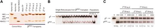 Figure 3. Therapeutic βAS3-globin expression levels in murine erythrocytes following lentiviral gene delivery. (A) IEF of hemolysates from recipient mice at 5 to 7 months after transplantation. The first 4 lanes are human HbS, murine hemoglobin, human HbAS3, and mock-transduced controls. The next 5 lanes are 5 primary lenti/βAS3 mice reconstituted with more than 99% donor cells. The final lane is a representative secondary transplant at 4 months after transplantation. (B) Single-cell expression analysis of lenti/βAS3 reticulocytes. Following thiazole orange staining, reticulocytes were sorted by flow cytometry. mRNA was isolated from individual lysed cells, reverse transcribed, PCR amplified, radioactively labeled by primer extension, and digested with Bsu36I, which digests βAS3 but not βS. Data are from 13 representative reticulocytes. Population controls of 100 cells from the same transplant (TP), an HbAS3 knockout-transgenic (AS3), or a donor knockout-transgenic sickle mouse (S) are also shown. (C) Lentiviral vector copy number determination in bone marrow G/M, erythroid progenitors, and WBM from secondary recipients at 7 months after transplantation. G/M is granulocyte/macrophage (Gr1+ and CD11b/Mac1+), T is erythroid progenitor (Ter119+), and WBM is whole bone marrow.