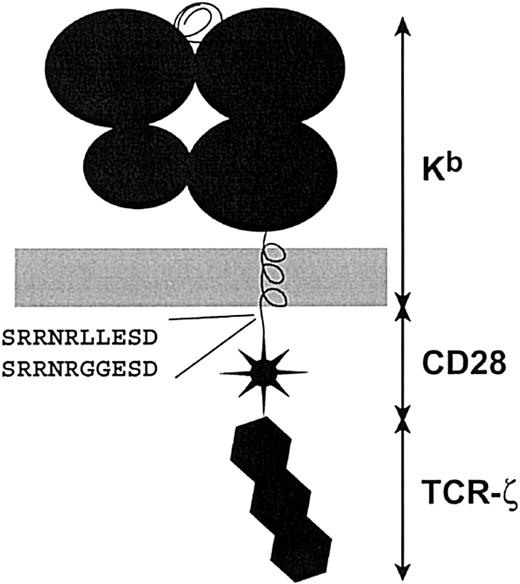 Figure 1. Chimeric receptor structure and sequence of the dileucine motif. Chimeric constructs were created by linking components in a cassette fashion. Extracellular and transmembrane domains are derived from the MHC class I H-2Kb molecule. The murine CD28 and TCR-ζ cytoplasmic tails were attached as described.10 PCR mutagenesis was used to introduce the leucine to glycine change in the CD28 tail. This corresponds to an L184G and L185G conversion in the CD28 sequence (GenBank accession NP_031668).