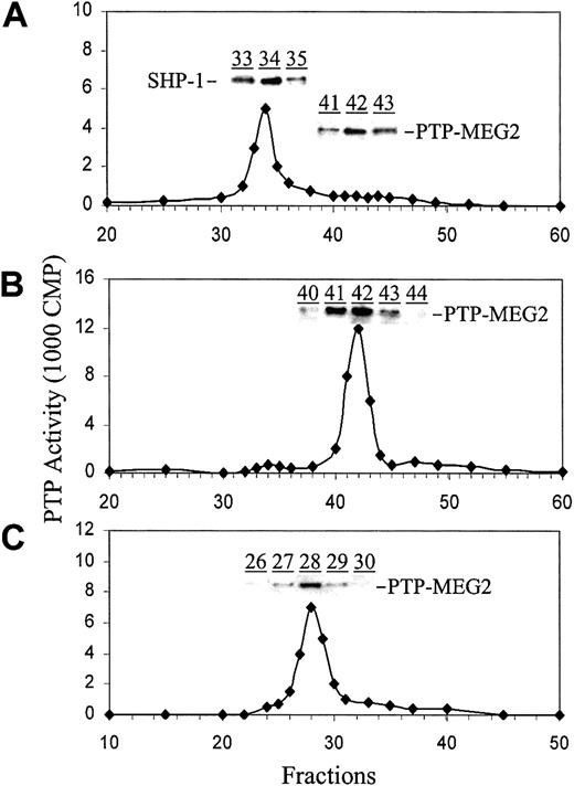 Figure 1. Identification of PTP-MEG2 by chromatographic fractionation and immunoblotting. Cytosolic (A) and membrane (B) extracts of day 6 PV ECFCs were separated on an FPLC anionic-exchange Mono-Q column. Samples corresponding to the activity peak in panel B (fractions 41-43) were combined and further separated on an FPLC Superose-12 gel filtration column (C). PTP activity was analyzed as described in “Materials and methods.” Protein levels of PTP-MEG2 and SHP-1 in the indicated fractions were determined by Western blotting analyses with anti-PTP-MEG2 and anti-SHP-1 antibodies, respectively. Representative data from at least 4 independent experiments are shown. Similar results were seen with normal ECFCs except for a lower total PTP activity in the membrane extracts.