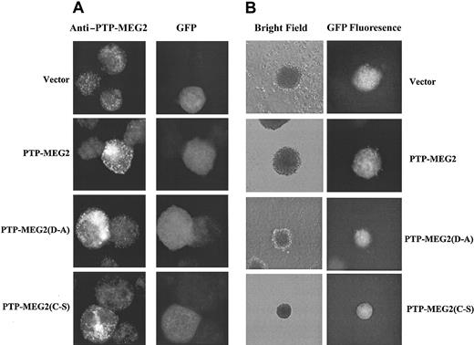 Figure 4. Alteration of PTP-MEG2 expression and the effects on erythroid colony formation. Day-5 PV ECFCs were infected with recombinant retroviruses carrying vector control, PTP-MEG2, PTP-MEG2(D→A), and PTP-MEG2(C→S). Cells were collected 3 days later for immunofluorescent cell staining with anti-PTP-MEG2 (A) and for erythroid colony-forming assays (B). Data show fluorescent anti-PTP-MEG2 staining, GFP fluorescence, and bright field photo images. Note the exposure time for antibody staining of the vector control was longer. Original magnifications, × 1000 (A) and × 40 (B).