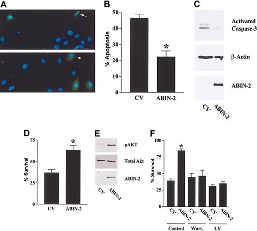 Figure 1. ABIN-2 inhibits endothelial cell death. HUVECs were cotransfected with GFP and control vector (CV) or with GFP and vector encoding human ABIN-2. Twenty-four hours after transfection, cells were subject to growth-factor deprivation for 18 hours. (A) Representative fluorescence photomicrographs showing nuclear morphology of GFP-expressing cells cotransfected with CV (upper panel) or ABIN-2 (lower panel). An example of an apoptotic (arrow) and nonapoptotic (arrowhead) transfected cell is indicated. Original magnification, × 200. (B) Apoptotic index of cells was determined as described in “Study design” for HUVECs transfected with CV or ABIN-2 as indicated. Data are presented as means and SEM for 3 independent experiments, *P < .01 versus CV. (C) Activated p17/19 caspase-3 was detected by Western blotting in HUVECs transfected with CV or ABIN-2 as indicated. Similar protein loading was confirmed by probing for β-actin and the presence of expressed ABIN-2 confirmed by probing for the FLAG-epitope tag present on the N-terminus of expressed ABIN-2. (D) Survival of cells was determined as described in “Study design” for HUVECs transfected with CV or ABIN-2 as indicated. Data are presented as means and SEM for 5 independent experiments, *P < .01 versus CV. (E) Phospho-Ser473 Akt and total Akt were detected by Western blotting in HUVECs transfected with CV or ABIN-2 as indicated. The presence of expressed ABIN-2 confirmed by probing for the FLAG-epitope tag. (F) Survival of HUVEC-transfected CV or ABIN-2 and incubated with control vehicle, 30 nM wortmannin, or 10 μm LY294002 as indicated during growth factor deprivation. Data are presented as means and SEM for at least 3 independent experiments. *P < .01 versus CV, control.
