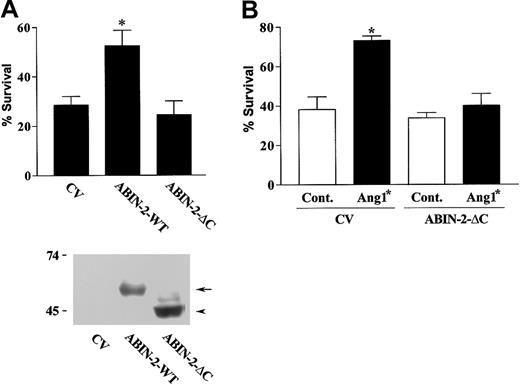Figure 2. Expression of truncated ABIN-2 inhibits Ang1*-stimulated endothelial survival. (A) HUVECs were transfected with GFP and control vector (CV) or with vector encoding wild-type ABIN-2 (ABIN-2-WT) or ABIN-2 lacking 85 amino acids of the carboxy-terminus (ABIN-2-ΔC), as indicated. Cell survival of transfected cells was determined as described in “Study design.” The lower part of panel A depicts a Western blot showing expression of wild-type ABIN-2 (ABIN-2-WT) (arrow) and ABIN-2-ΔC (arrowhead) in HUVECs transfected with CV, ABIN-2-WT, or ABIN-2-ΔC as indicated. The presence of expressed forms of ABIN-2 was detected by probing for the N-terminal FLAG-epitope tag. Relative mobility of molecular mass markers is shown in kilodaltons. (B) HUVECs were transfected with GFP and CV or truncated ABIN-2 as indicated. Twenty-four hours after transfection, cells were subjected to growth factor withdrawal in the absence or presence of 400 ng/mL Ang1* and cell survival determined at 18 hours as detailed in “Study design.” Data are presented as means and SEM for 5 independent experiments (A) or 3 independent experiments (B). *P < .01 vs CV.