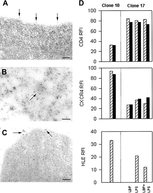Figure 1. Immunolocalization of HLE in HIV-1 permissive and nonpermissive clones. By TEM, HLE was found only on the cell surface of HIV-1 permissive clone 10 (A), and only in the intracytoplasmic compartment of unstimulated HIV-1 nonpermissive clone 17 (B). HLE was found on the cell surface and in the cytoplasm when clone 17 was stimulated by LPS (C). Homogeneous receptor density at equilibrium was achieved by exposing cells to α1PI by culturing in medium containing 10% FBS prior to staining. Cells were prepared for TEM in 3 separate experiments, examined independently by 2 investigators, and representative images are presented. Each bar represents 0.1 μm. (D) HIV-1 permissive and nonpermissive subclones were gated for live cells and were analyzed for coreceptor levels using 3-color flow cytometry to detect PerCP-conjugated anti-CD4, PE-conjugated anti-CXCR4, and FITC-conjugated anti-HLE. Cells were first interacted with anti-CD4 and second with anti-HLE and anti-CXCR4 (▨). Alternatively, cells were first interacted with anti-HLE and second with anti-CD4 and anti-CXCR4 (▪). HLE was detected on the surface of nonpermissive clone 17 after stimulating with LBP and LPS to induce granule release. CD4, CXCR4, and HLE expression on clone 17 in the presence of LBP was indistinguishable from medium alone (data not shown). Relative fluorescence intensity (RFI) were calculated as receptor MFI minus isotype control MFI. Flow cytometric analysis was performed on 10 000 to 30 000 events in 4 separate experiments. Data represent one analysis.