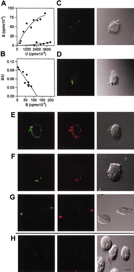 Figure 2. Binding and patching of HLE in response to the fusion domain of HIV. (A) Wells in a microtiter plate were uncoated (▪) or were coated (•) with 10 mM HIV-1 fusion peptide (FLGFL) and incubated with 125I-U937 clone 10 solubilized cytoplasmic membrane proteins. Hypertonic saline (0.5 M NaCl) was used to limit nonspecific ionic interactions between solubilized membranes and the hydrophobic peptide. Maximum bound cpm/well at saturation was 1.3 × 105 (r2 = 0.94), Binding to uncoated wells was 9.0 ± 0.3 × 103 cpm. Specific binding to fusion peptide is represented as the difference between coated and uncoated wells, and binding to uncoated wells is depicted for comparison. (B) Scatchard analysis revealed a linear character (r2 = 0.81) to the interactions and association constant 1 × 103 M-1 in hypertonic saline. Interaction of cell-surface HLE with FLGFL (C) or α1PI (D) stimulated patching. Bound monoclonal antibody specific for HLE was detected using biotinylated anti-IgG and FITC-conjugated streptavidin. Significantly, HLE (green) was found to copatch with CXCR4 (red) in response to crosslinked polyclonal (E) or monoclonal (F) anti-HLE. Cells were stimulated, fixed, stained, and examined by suspension under coverslip. Negative-control cells stained for HLE in the absence of HIV-1 fusion peptide, α1PI, or other HLE ligands depicted no detectable staining (not shown). (G) Colocalization of α1PI (green) and SDF-1α (red) on the attached surface of clone 10 was detected when cells were stimulated by α1PI and postincubated with SDF-1α. (H) In contrast, when cells were first stimulated with SDF-1α and postincubated with α1PI, SDF-1α was detected in an internal section, but α1PI was not detected in any section. In the cell represented, SDF-1α was detected 2.4 μm from the attached surface of clone 10. Cells were stimulated, slides were prepared by cytospin, fixed, and stained. Colocalization by CLSM was analyzed using 8-step 0.6-μm sectional scanning from the attached surface toward the unattached surface of the cells. Patching and colocalization were performed at least 3 times and examined by 2 investigators independently. A representative cell is depicted. All photomicrographs were magnified to the same scale; bar represents 25 μm. Homogeneous receptor density at equilibrium was achieved by exposing cells to α1PI by culturing in medium containing 10% FBS prior to staining.