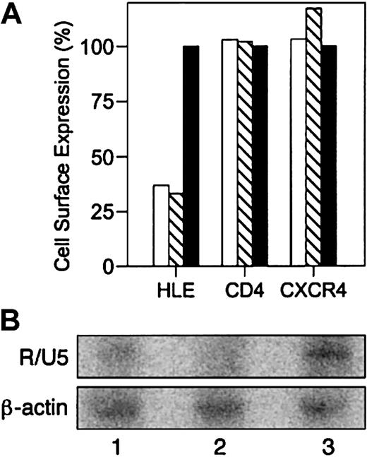Figure 4. Inhibition of HIV-1 binding with antisense oligonucleotides complementary to HLE mRNA. HIV-1 permissive clone 10 was transfected with antisense oligonucleotides complementary to the HLE start codon (▧), 3′ splice site of HLE exon 4 (□), or β-globin (▪). Homogeneous receptor density at equilibrium was achieved by exposing cells to α1PI by culturing in medium containing 10% FBS throughout transfection. (A) Cell-surface expression of HLE, CD4, and CXCR4 was determined by flow cytometric analysis 48 hours after transfection (Table 1). MFI of cells transfected with β-globin antisense was used to estimate baseline expression. Results are expressed as percent baseline expression and were calculated as 100 × (MFI after HLE antisense/MFI after β-globin antisense). Cell viability was determined prior to staining. (B) PCR amplification of HIV-1 minus-strand, strong-stop DNA using R/U5 primer pairs resulted in a minimally detected product in lysates from cells transfected with antisense complementary for the 3′ splice site of HLE exon 4 (lane 1), and slightly less product in lysates from cells transfected with antisense complementary to the HLE start codon (lane 2), and strongly detected product in lysates from cells transfected with negative control antisense oligomer complementary for β-globin (lane 3). Transfection and PCR amplification were repeated twice and representative data are presented.