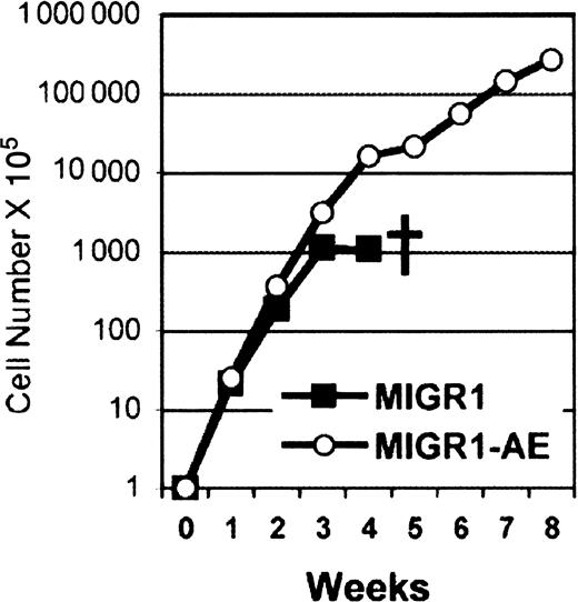 Figure 1. AML1-ETO promotes the long-term in vitro expansion of human CD34+ cells. Human CD34+ cells were transduced with the MIGR1 or the MIGR1-AE retrovirus and expanded in culture using a mixture of human cytokines and 20% FBS or a serum substitute. Cells were counted by trypan blue dye exclusion weekly and replated at 4 × 105 cells/mL. Dagger indicates death of culture.