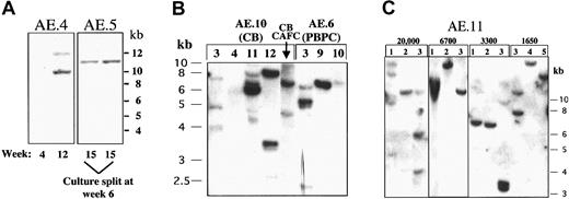 Figure 3. CD34+ cultures expressing AML1-ETO become mono- or oligoclonal. Cells were lysed and genomic DNA was isolated. DNA was digested with BamHI, run on an agarose gel, and transferred to a nitrocellulose membrane by standard protocols. The GFP cDNA was used as the probe to detect the integrated provirus in the genomic DNA. (A) Cells from culture AE.4 do not show clonal outgrowth at week 4 even though 100% of cells contain retrovirus by GFP analysis. However, at week 12, 2 dominant viral integrants were detected. Cells from culture AE.5, split into 2 independent cultures at week 6, show the outgrowth of cell populations that contain the same viral integrant at week 15. (B) Oligoclonal expansion of AML1-ETO-expressing CD34+ cells in cultures that were split into independent culture wells soon after viral transduction. No dominant clone is detected in these separated cultures. Cells obtained from a CAFC assay were also assessed and found to have a different clonal integrant. (C) AML1-ETO-expressing CD34+ cells were sorted for GFP expression immediately after transduction, remixed with the GFP-negative cells to give a final population with 50% GFP+ cells (to monitor the effect of AML1-ETO on the expansion of GFP+ cells), and plated at the cell densities indicated at the top of the figure. After 9 weeks of expansion, Southern blot analysis was performed on the cultures that continued to proliferate.