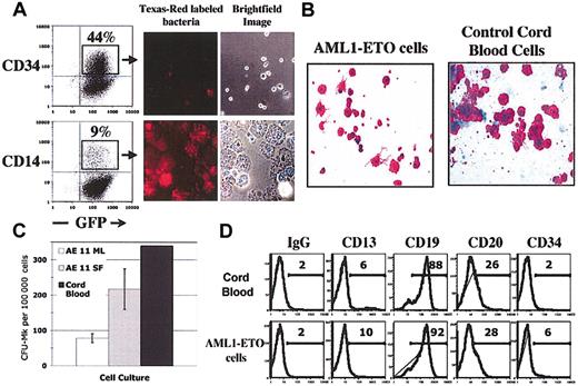 Figure 4. AML1-ETO-expressing CD34+ cells retain B lymphocyte and myeloid differentiation potential. (A) Cells sorted for CD14 and CD34 expression by FACS were incubated with opsonized Texas-Red-labeled bacteria as recommended by the manufacturer. Cells were visualized by light microscopy, and for uptake of bacteria by fluorescent microscopy. (B-C) CFU-Mk colony assays were performed using CB CD34+ cells (as control) and long-term AML1-ETO-expressing cells according to standard procedures. After 12 days, slides containing CFU-Mk colonies were fixed and stained for CD41 expression. Colonies of greater than 8 cells were counted. The average and SD of duplicate slides are shown. (D) Cells were cultured on the MS-5 stromal cell line with 10 ng/mL Flt3L, SCF, and IL-7. Cultures were demidepopulated weekly. After 4 weeks, suspension cells were collected and CD19+ cells were isolated by magnetic bead selection. Flow cytometry was performed with the indicated antibodies as previously described. Original magnification, ×400 (A-B).