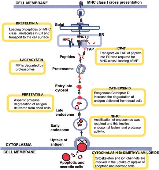 Figure 9. Human DC cross-presentation of cell-associated antigens. Dead cells are internalized by DCs via mechanisms dependent on cytoskeletal actin rearrangements or functional ion channels, which are required for phagocytosis and macropinocytosis. After entering the cell, the antigens are enclosed in the cell's endosomal compartment and shipped from neutral to subsequently more acidic endosomal vesicles. In a late acid endosomal compartment the antigens undergo proteolysis; this involves the aspartic protease cathepsin D, which appears to be essential for cross-presentation of MP. Cathepsin D may be required for degradation of the antigens or antigen complexes into sizes/forms that can be transported out to the cytosol. When the antigen has entered the cytosol it is processed by the proteasome. The proteasome products are transported via TAP into the lumen of ER where the peptides are loaded on newly synthesized MHC class I molecules and subsequently transported out to the DC surface for presentation.