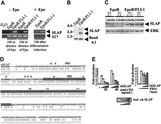 Figure 1. Cloning and characterization of the differentially expressed ckSLAP gene. (A) RT-PCR analyses of SLAP expression. Control and FLI-1-transformed erythroblasts were maintained in the absence or in the presence of Epo as indicated. PCR was carried out with the use of primers for either ckSLAP (top blot) or the gene for ribosomal protein S17 as normalization control (bottom blot). The expected 520-bp SLAP and 129-bp S17 gene fragments are indicated. (B) Northern blot analysis. PolyA+ RNA from control and FLI-1-transformed erythroblasts were isolated from cells incubated for 10 hours in the absence of Epo. Hybridization was carried out with a probe corresponding to clone 50 (top blot) or to ckband4.1 gene as loading control (bottom blot). (C) Western blot analysis. Lysates from control and FLI-1-transformed clones cultivated in Epo for 24 and 48 hours were processed for Western blot by using an antibody to ckSLAP (top blot) or an antibody to ERK as loading control (bottom blot). (D) Alignment of mouse and chicken SLAP sequences. The deduced amino acid sequence of ckSLAP was aligned with that of mSLAP. Identities are shown as vertical lines. The SH3 domain is shaded in light gray and the SH2 domain in dark gray. The sequence corresponding to clone 50 corresponds to the last 144 amino acids. Basic amino acids conserved in the phosphotyrosine binding pocket of SH2 domains and those of the specificity determining region are highlighted by stars and dots, respectively. Hydrophobic residues involved in interactions of SH3 domains with proline-rich ligands are shown as circles. (E) ckSLAP inhibits TCR-induced activation of NFAT. Jurkat cells were cotransfected with 10 μg pΔODLO(NFAT)3-Luc reporter together with either 5 μg pEFBos control or an increasing amount (0.25, 0.5, 1, or 5 μg) of pEFBos-ckSLAP. Cells were then treated as indicated. Luciferase activity is presented as fold activation with respect to the basal activity of the reporter. The average values and standard deviations of 3 independent experiments are shown.