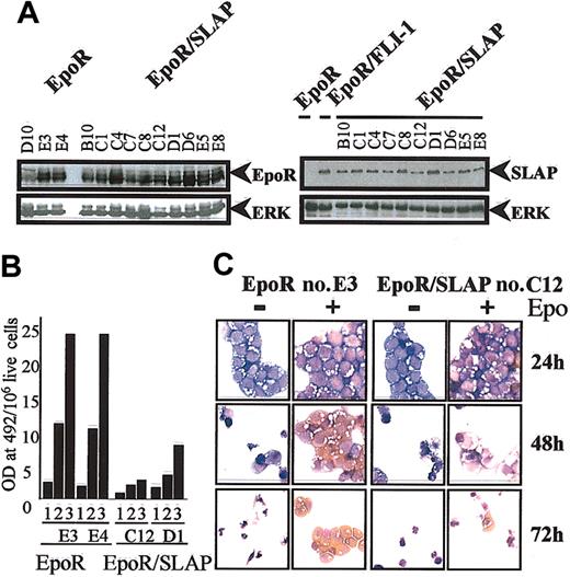 Figure 2. Constitutive SLAP expression interferes with Epo-induced differentiation. (A) Expression of exogenous proteins in EpoR and EpoR/SLAP erythroblast clones was analyzed by Western blotting by using either an anti-EpoR (left panel, top blot) or the anti-ckSLAP antibody (right panel, top blot). Expression of endogenous SLAP in a representative EpoR/FLI-1 erythroblast clone is shown in lane 2, right panel. (Bottom blots) ERK expression is shown as a loading control. (B) Quantitative determination of hemoglobin content in 2 EpoR and 2 EpoR/ckSLAP representative clones at days 1, 2, and 3 after differentiation induction in response to Epo. Normalized values (hemoglobin level per 106 live cells) are shown. (C) Cytocentrifugation analysis of EpoR and EpoR/ckSLAP representative clones maintained in absence (-) or presence (+) of Epo for 1, 2, and 3 days. Cells were stained with neutral benzidine (stains hemoglobin in brown) and histologic dyes (Diff-Quik). Original magnification × 60.
