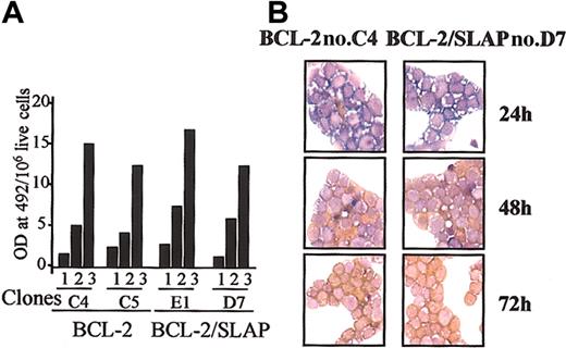 Figure 3. SLAP does not interfere with intrinsic erythroid differentiation. (A) Quantitative determination of hemoglobin levels in representative BCL-2 and BCL-2/SLAP clones at days 1, 2, and 3 after differentiation induction in the absence of Epo. Normalized values (hemoglobin level per 106 live cells) are plotted. (B) Cytocentrifugation analysis of representative BCL-2 and BCL-2/SLAP erythroblast clones maintained in absence of Epo for 3 days. Cells were stained with neutral benzidine (stains hemoglobin in brown) and histologic dyes (Diff-Quik). Original magnification × 60.