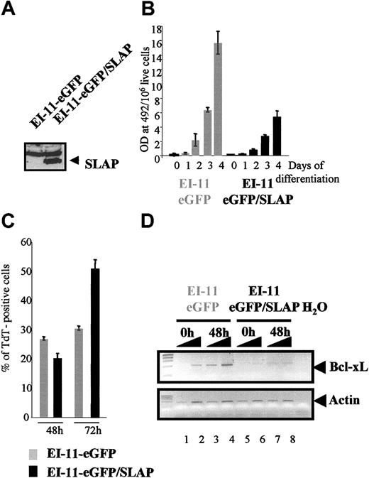Figure 5. SLAP interferes with Epo-induced differentiation of EI/11 erythroblasts. (A) Expression of exogenous SLAP protein in EI/11-eGFP/SLAP culture was analyzed by Western blotting using an anti-Flag antibody. (B) Hemoglobin content in control eGFP and eGFP/SLAP cells maintained under proliferation conditions (day 0) and after differentiation induction for 1, 2, 3, and 4 days in the presence of Epo. Values were normalized with respect to cell number and volume (hemoglobin level per 106 live cells). The mean value and standard deviation of triplicate measurements are shown. (C) Quantitative evaluation of apoptosis by TUNEL assay in eGFP and eGFP/SLAP cells maintained in differentiation conditions for 48 or 72 hours. (D) RT-PCR analysis of BCL-XL mRNA expression in control eGFP and eGFP/SLAP erythroblasts maintained under either proliferative conditions (0 hours) or induced to differentiate for 48 hours in the presence of Epo. The mean value and standard deviation of 3 independent fields are shown. (D) PCR was carried out using 0.5 μL and 1 μL RT reactions. Primers used were specific for either the BCL-XL gene (top blot) or the β-Actin gene as normalization control (bottom blot). The expected 610-bp BCL-xL fragment and 540-bp Actin gene fragment are indicated.