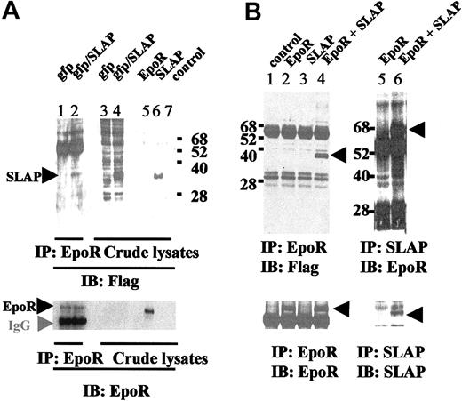 Figure 7. SLAP interacts with EpoR. (A) eGFP and eGFP/SLAP EI-11 erythroblasts were lysed, and cell lysates were immunoprecipitated (lanes 1 and 2) with an EpoR antibody and immunoprecipitated proteins subject to Western blotting analysis using either anti-Flag (top blot) or anti-EpoR (bottom blot) antibodies. Immunoprecipitated EpoR (bottom blot) and coimmunoprecipitated SLAP (top blot) are indicated by arrowheads. Whole cell lysates from eGFP (lane 3) and eGFP/SLAP (lane 4) EI-11 cells and from 293T cells transfected either with plasmids encoding EpoR (lane 5) or Flag-SLAP (lane 6) as well as nontransfected control (lane 7) were analyzed by Western blot to identify EpoR (arrowhead in bottom blot) and SLAP proteins (arrowhead in top blot). (B) 293T cells were transfected with expression plasmids for EpoR, Flag-SLAP, or cotransfected with both expression plasmids as indicated. (Top blots) Cell lysates were immunoprecipitated with EpoR-specific (left blot) or SLAP-specific (right blot) antibodies, and coimmunoprecipitated proteins were identified by Western blot using anti-Flag or anti-EpoR antibodies as indicated. Coimmunoprecipitated proteins are indicated by arrowheads. (Bottom blot) The same immunoprecipitates were analyzed by Western blot by using the same antibody as that used in the immunoprecipitation step. Immunoprecipitated proteins are indicated by arrowheads.