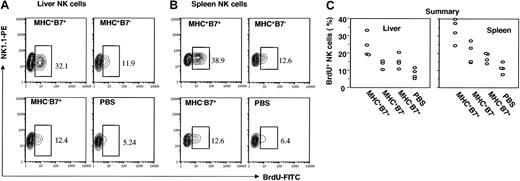 Figure 2. MHC and B7-1 promote incorporation of BrdU into NK cells. RAG-1(-/-)C57BL6/j mice were injected with 106/mouse of tumor cells intravenously and with 2 daily doses of BrdU intraperitoneally. Mice were killed at 48 hours after tumor cell challenge for analysis. Mononuclear leukocytes from liver (A) or spleen (B) were stained with NK1.1 mAb, and after permeabilization, incubated with anti-BrdU mAb. Data shown are profiles of gated NK1.1+ cells from one representative mouse in each group. The gates for BrdU+ cells were set based on isotype control, which gave less than 0.5% positive cells. The percentages of BrdU+ cells are shown in the panels. Data shown are representative of 2 independent experiments. (C) Composite data on percentages of BrdU+ cells of NK1.1+ cells from liver and spleen. Means, standard error, and statistical significance were described in the text.