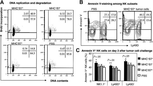 Figure 6. Programmed cell death of NK cells in response to tumor cell challenge. RAG-1(-/-)C57BL6/j mice were injected with 106/mouse of tumor cells intravenously and with 2 daily doses of BrdU intraperitoneally. Mice were killed at 48 hours after tumor cell challenge for analysis. (A) BrdU incorporation and DNA contents of NK cells. Spleen cells were stained with NK1.1 mAb and after fixation and permeabilization, stained with anti-BrdU mAb and 7-AAD for DNA content. Data shown were NK1.1+ cells with scatters of viable cells and are representative of 4 mice in each group. Note that all of the cells with subdiploid DNA contents were BrdU+. (B,C) Analysis of apoptosis by annexin V-staining of NK cells. Spleen cells were stained with mAbs specific for NK1.1 and Ly49D, or with annexin V. Data shown in panel B are contour graphs of gated NK1.1+ cells with scatters of viable lymphocytes. The percentages of annexin V+ cells among total NK population as well as Ly49D+ and Ly49D+ NK cells were presented in panel C. Only the mice that received MHC+B7+ tumor cells showed a significant increase in annexin V+ cells when compared with those mice that received PBS. No other comparison showed a statistically significant difference. Data shown are means ± SEM.