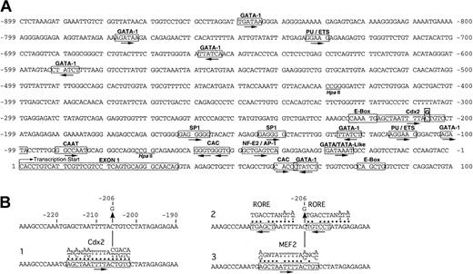 Figure 5. Transcription factor motif analysis of the ALAS2 promoter. (A) Sequence of the ALAS2 promoter, exon 1 and part of intron 1. Putative transcription factor binding sites are boxed with the factor identified above and an arrow indicating the orientation relative to the normal convention. The mutation -206C>G is boxed. HpaII sites are underlined. (B) Alignments of consensus sequences (MatInspector matrices) for (i) Cdx2, (ii) RORE, and (iii) MEF2. Dots indicate bases in the normal ALAS2 promoter aligning with the motif consensus. A vertical arrow marks the C that is mutated to a G in the proband.
