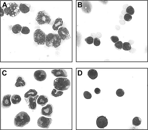 Figure 4. Morphology of Mac1+ granular cells. Single cell suspensions of spleen cells from week-3 chimeras and control host-type mice were studied on HE-colored cytospin preparations. One example is shown from a week-3 chimera (A) and a control host-type mouse (B). Mac1+ (C) and Mac1- (D) populations were separately studied following MACS separation on the basis of Mac1 expression. One representative example is shown of 12 week-3 chimeras, 6 control host-type mice, and 3 Mac1+ and 3 Mac1- cell populations. Original magnification, × 700.