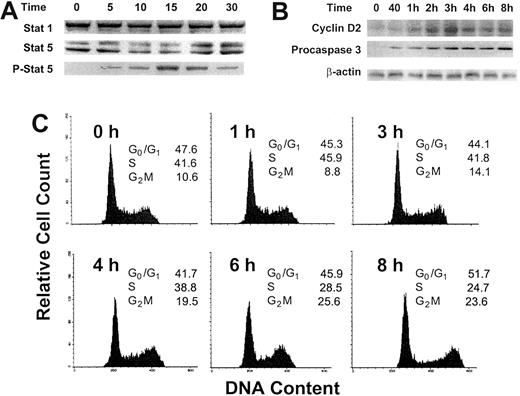 Figure 2. Effect of GM-CSF on Stat 1, Stat 5, phosphorylated Stat 5, and cyclin D2 protein levels and on the progression of OCIM2 cells through the cell cycle. Stat 1, Stat 5, and phosphorylated Stat 5 (A) and cyclin D2 (B) proteins were detected by Western immunoblotting before and after OCIM2 cells were incubated with 0.025 μg/mL GM-CSF for 5, 10, 15, 20, and 30 minutes. Levels of procaspase 3 were measured to verify that procaspase 3 levels were up-regulated under the same conditions. A band of β-actin, demonstrating equal protein loading, is presented as a loading control. (C) Growth factor–deprived OCIM2 cells were incubated with 0.025 μg/mL GM-CSF for 8 hours and the cell cycle status of cell samples was analyzed at different time points. As shown, the fractions of cells entering S and G2M phases increase over time; then they decrease and the fraction of cells in G0/G1 phase of the cell cycle increases again. Representative data from 3 different experiments are shown.