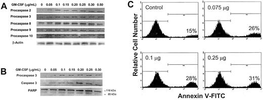 Figure 3. Effect of GM-CSF on procaspase protein levels, caspase 3 activation, and induction of apoptosis. (A) Growth factor–deprived OCIM2 cells were incubated for 1 hour in the absence of GM-CSF and in the presence of increasing concentrations of GM-CSF. Changes in the protein levels of procaspase 2, 3, 8, 9, and 10 were determined by Western immunoblotting. A band of β-actin, demonstrating equal protein loading, is presented as a loading control. (B) Growth factor–deprived OCIM2 cells were incubated in the absence of GM-CSF and in the presence of increasing concentrations of GM-CSF. The levels of procaspase 3, activated caspase 3, PARP, and cleaved PARP were analyzed by Western immunoblotting. (C) Growth factor–deprived cells were incubated for 6 hours in the absence of GM-CSF and in the presence of increasing concentrations of GM-CSF. The percentage of cells undergoing apoptotic cell death was quantitatively determined by flow cytometry, using annexin V–FITC. The percentage of cells undergoing apoptotic cell death is shown at the lower right of each box. Representative data from 3 different experiments are shown.