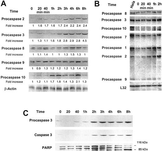 Figure 4. Effect of low-dose GM-CSF on procaspase protein levels, mRNA expression, and caspase 3 activation and PARP cleavage. (A) Growth factor–deprived OCIM2 cells were incubated in the absence of GM-CSF and in the presence of 0.025 μg/mL GM-CSF for 20 minutes, 40 minutes, and 1, 2, 3, 4, 6, and 8 hours. Procaspase protein levels were scored by densitometry and their numerical values were divided by the densitometry values obtained from the corresponding loading controls. The signals obtained at different time points following incubation with GM-CSF are depicted. A band of β-actin (upper band) is presented as loading control. (B) The changes in mRNA levels were recorded prior to and after incubation with 0.025 μg/mL GM-CSF for 20 minutes, 40 minutes, and 1 and 2 hours. RNA obtained from Hela cells was used as a positive control, and L32 was the loading control. The figure depicts mRNA of procaspases 8, 3, 10, 7, 1, 2, and 9. (C) Growth factor–deprived OCIM2 cells were incubated with 0.025 μg/mL GM-CSF as in previous experiments. Procaspase 3, caspase 3, and PARP protein levels were detected at different time points by Western immunoblotting. Representative data from 3 different experiments are shown.