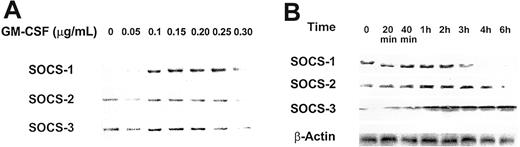 Figure 5. Effect of GM-CSF on expression levels of SOCS-1, -2, and -3 as detected by Western immunoblotting. OCIM2 cells were incubated with GM-CSF at a concentration of 0.05 μg/mL in a time-dependent fashion ranging from 20 minutes to 6 hours. Upon stimulation with GM-CSF, levels of proteins of SOCS-2 and -3 increased, with a maximum response at 40 minutes to 1 hour. Thereafter, protein levels either remained stable (SOCS-2) or declined (SOCS-3). Representative data from 3 different experiments are shown.