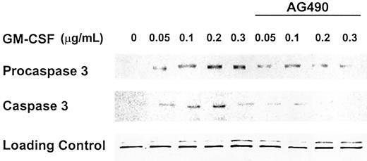 Figure 6. Jak-Stat inhibitor AG490 abrogates expression of procaspase 3 and activation of caspase 3. OCIM2 cells were incubated with GM-CSF at concentrations of 0.05, 0.1, 0.2, and 0.3 μg/mL with and without addition of AG490 at a concentration of 50 μM. Representative data from 3 different experiments are shown.