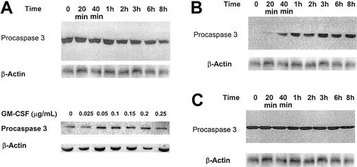 Figure 7. Effect of GM-CSF on procaspase 3 protein levels in OCI/AML3, Mo7e, and TF-1 cells. (A) Growth factor–deprived OCI/AML3 cells were incubated in the absence of GM-CSF and in the presence of increasing concentrations of GM-CSF. Procaspase 3 protein was detected by Western immunoblotting. Representative data from 3 different experiments are shown. (B-C) Effect of GM-CSF on procaspase 3 protein levels in Mo7e (B) and TF-1 (C) cells. Growth factor–deprived cells were incubated in the absence of GM-CSF and in the presence of 0.025 μg/mL GM-CSF. Procaspase 3 protein was detected at different time points by Western immunoblotting. A band of β-actin, demonstrating equal protein loading, is presented as loading control. Representative data from 3 different experiments are shown.