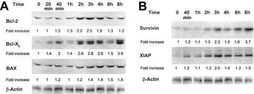 Figure 8. Effect of GM-CSF on Bcl-2, Bcl-XL, BAX, XIAP, and survivin protein levels. (A) Bcl-2, Bcl-XL, and BAX protein levels. (B) Survivin and XIAP protein levels. Growth factor–deprived OCIM2 cells were incubated in the absence of GM-CSF and in the presence of 0.025 μg/mL GM-CSF, and Bcl-2, Bcl-XL, BAX, XIAP, and survivin proteins were detected at different time points by Western immunoblotting. A band of β-actin, demonstrating equal protein loading, is presented as a loading control. Representative data from 3 different experiments are shown.